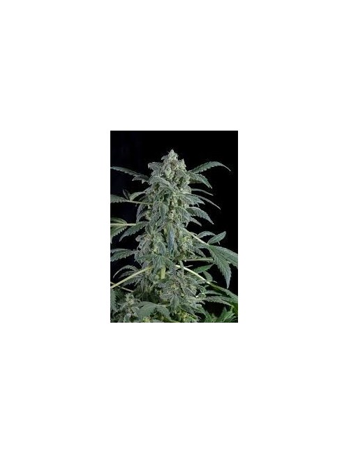 Amnesia Auto Granel