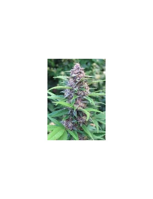 Blueberry Auto Granel