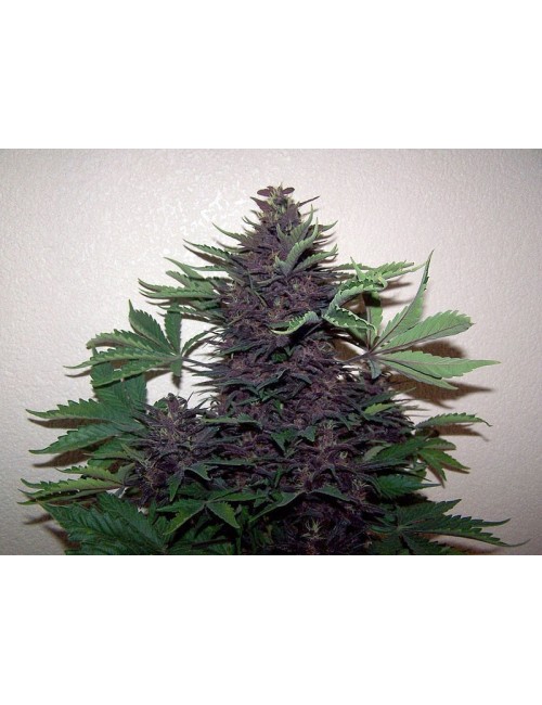 Purple Auto Granel