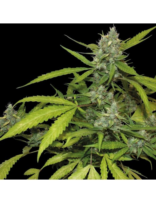 Sweet Tooth Auto Granel