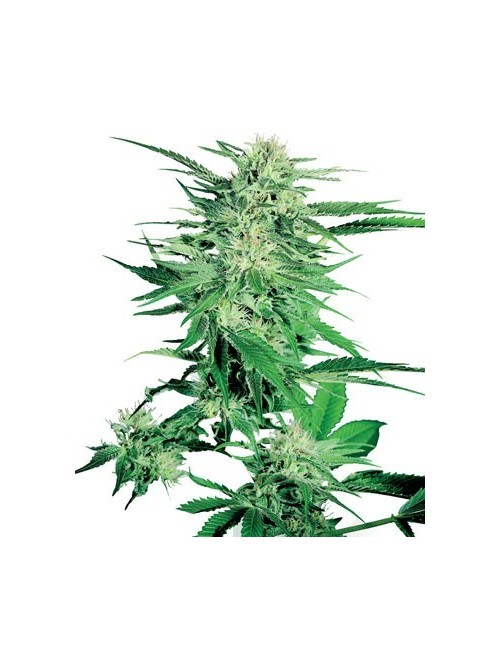 Big Bud Sensi Seeds