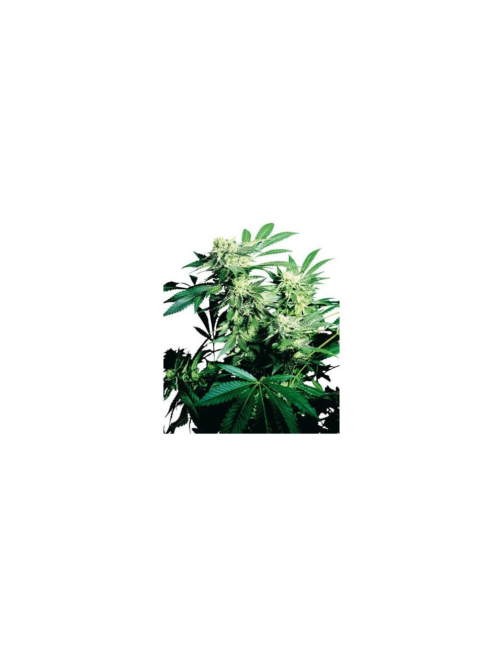 Sensi Seeds - Banco de semillas de marihuana