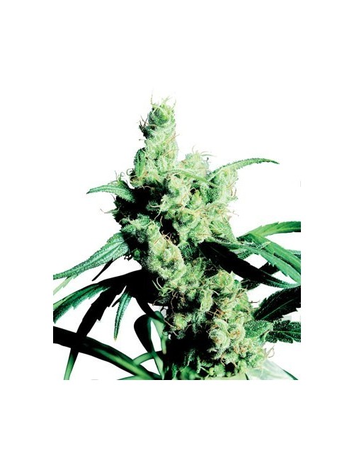 Silver Haze Feminizada
