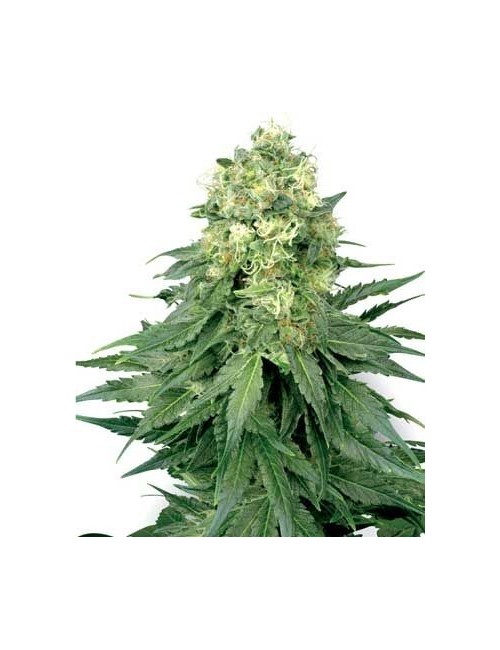 White Widow Feminizada