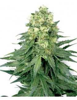 White Widow Feminizada