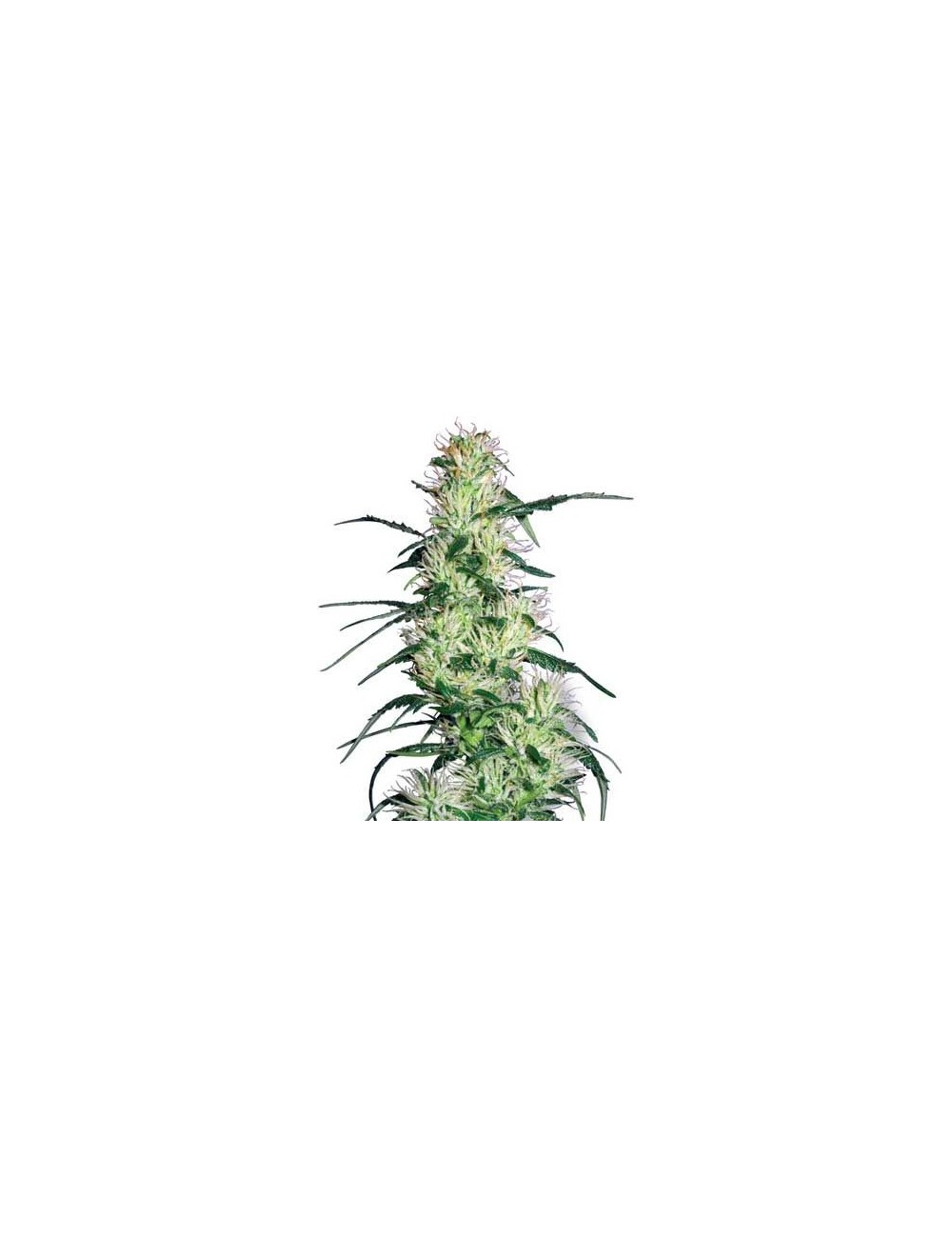 Purple Haze Feminizada Purple Haze Feminizada