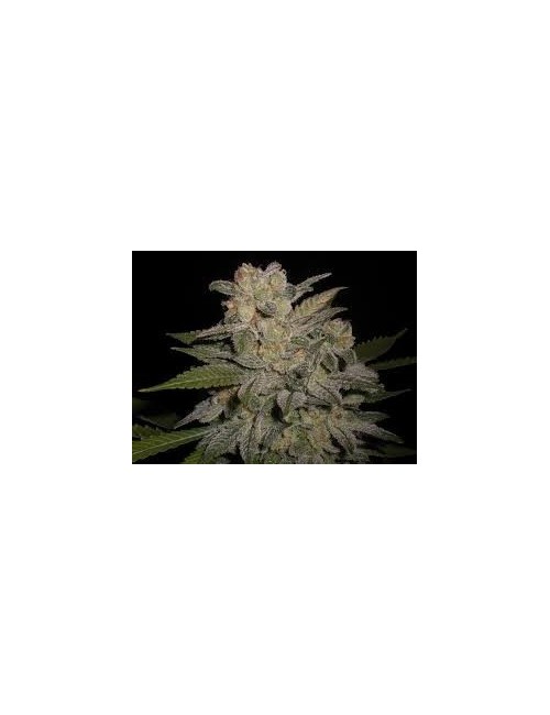 Northern Lights Auto Granel