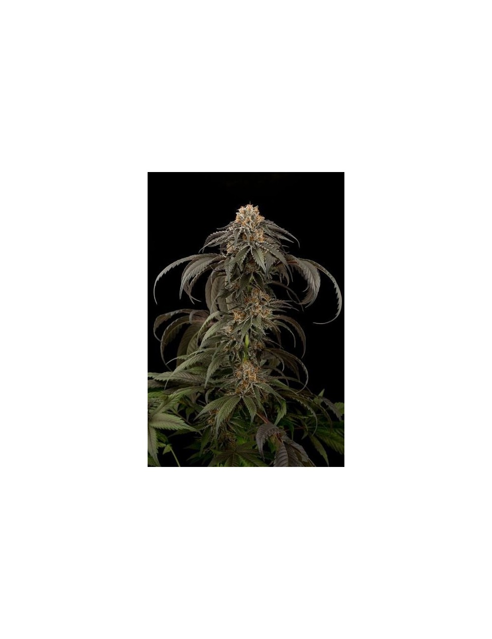 Purple Afghan Kush Purple Afghan Kush