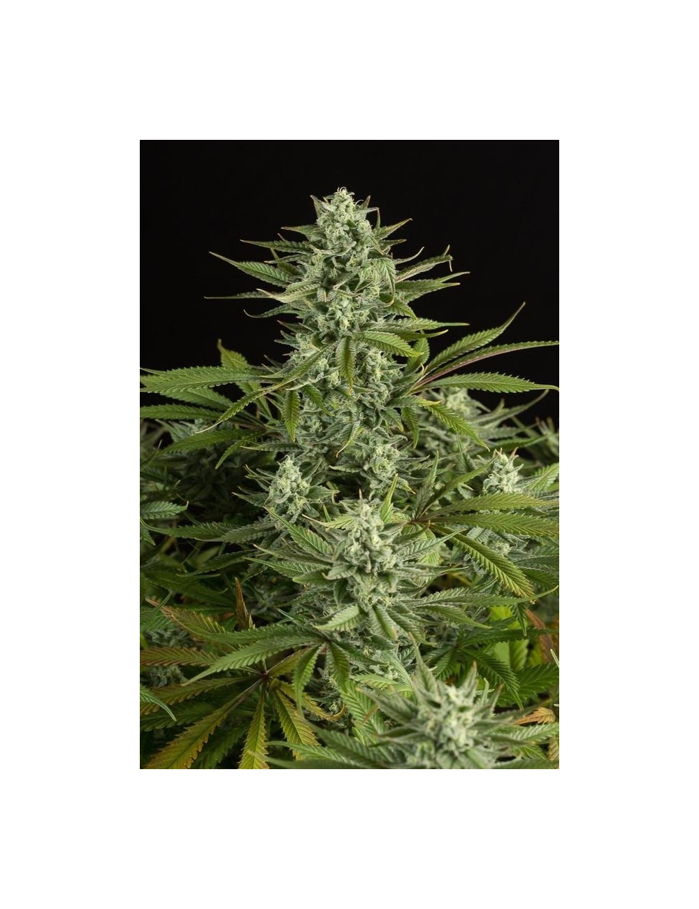 Cheese CBD Cheese CBD