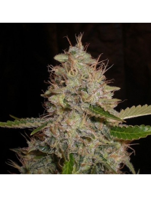 Semillas White Widow x...