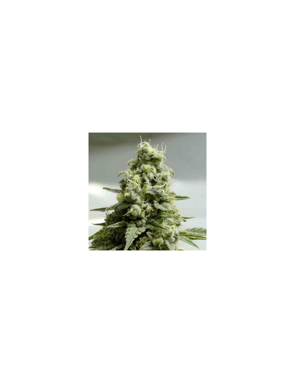 Haze Auto Granel