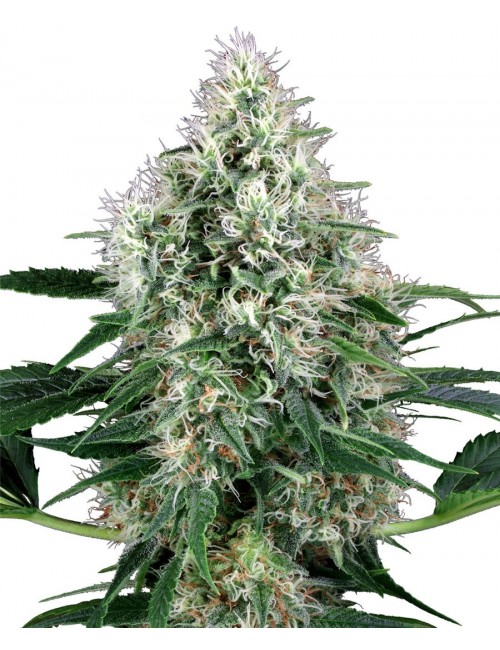 Pure Power Plant Auto Granel (Premium)