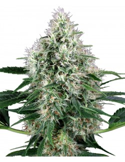 Pure Power Plant Auto Granel (Premium)