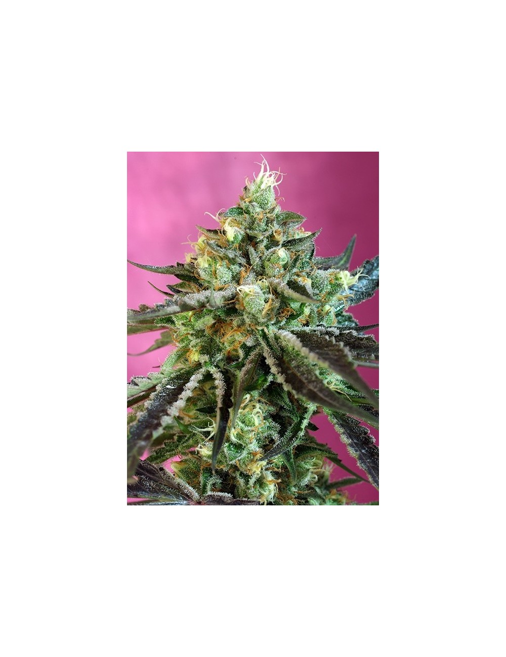 Sweet Nurse Auto CBD Sweet Nurse Auto CBD