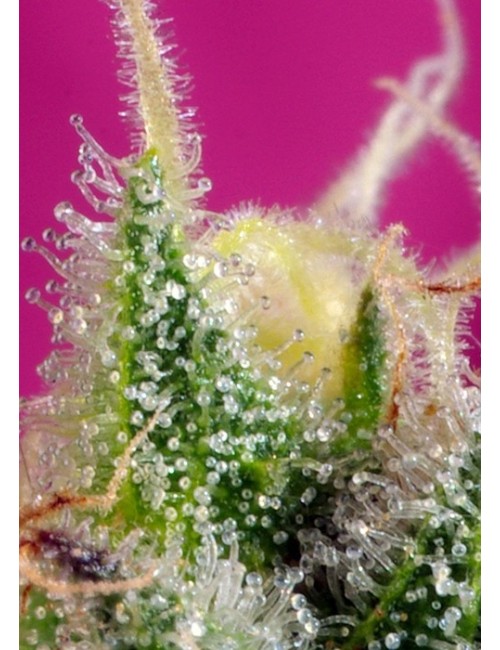 Sweet Nurse Auto CBD