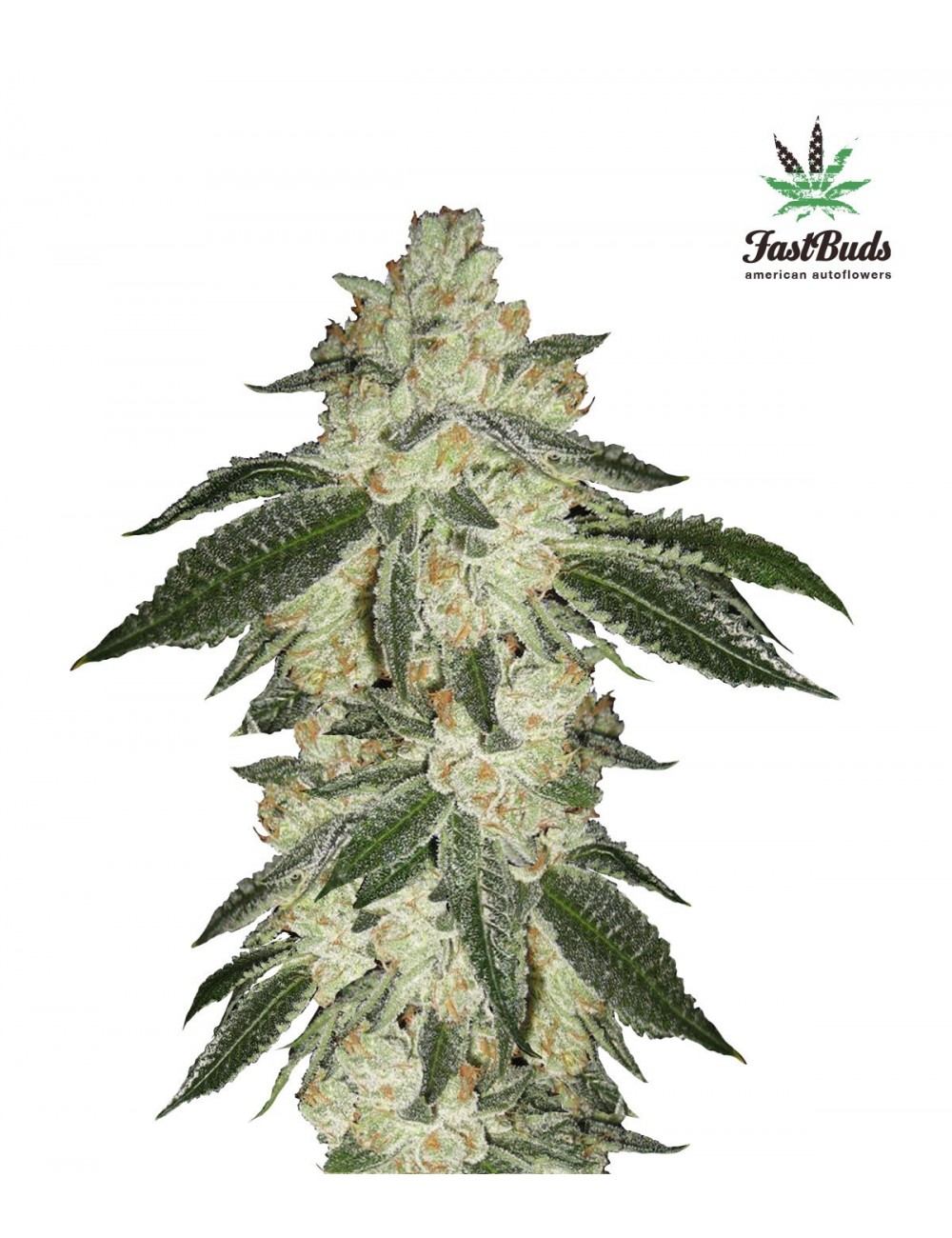 Green Crack Auto Green Crack Auto