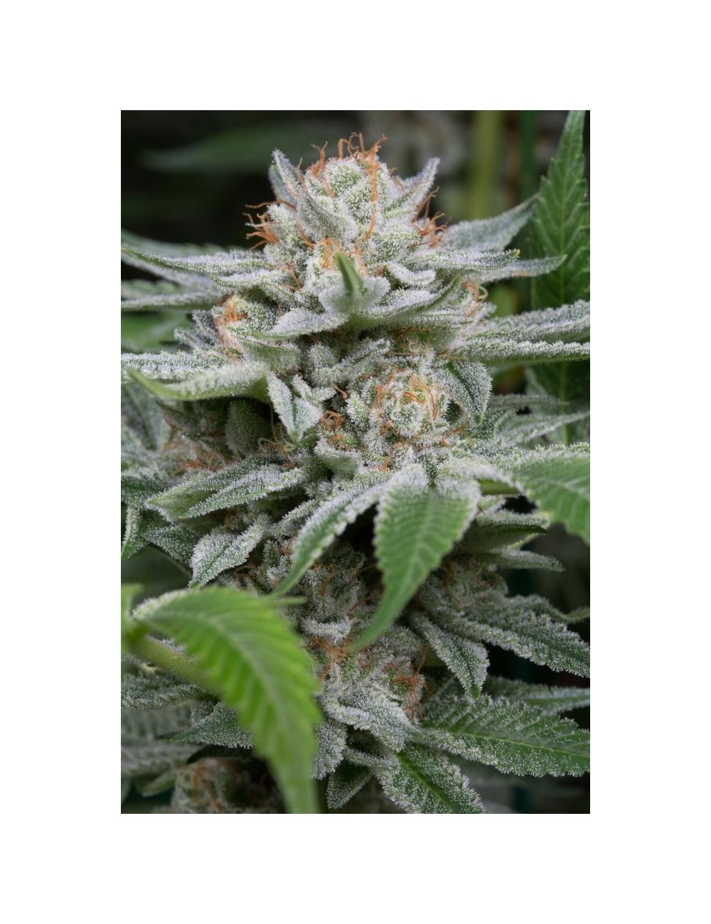 Gorilla Gorilla