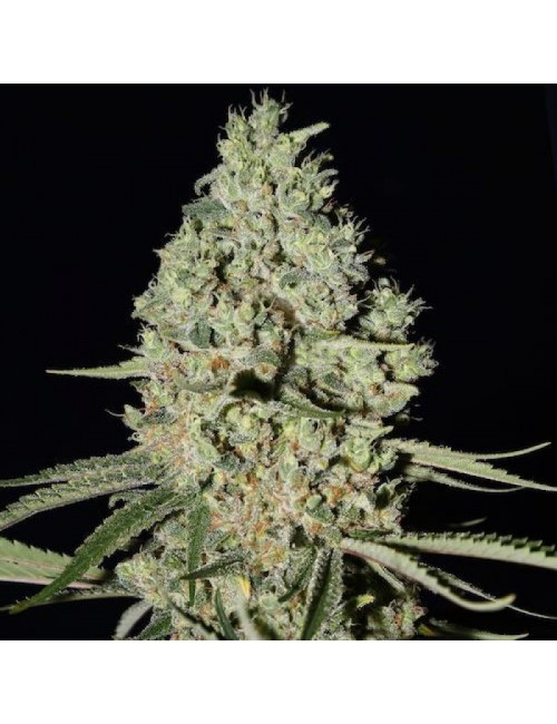 White widow x Critical Fast Florewing Granel