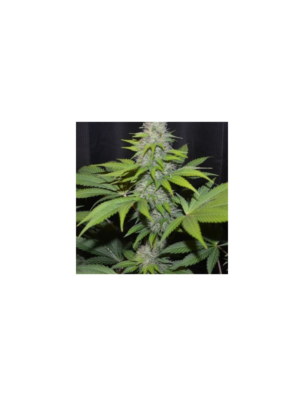 CBD Widow CBD Widow