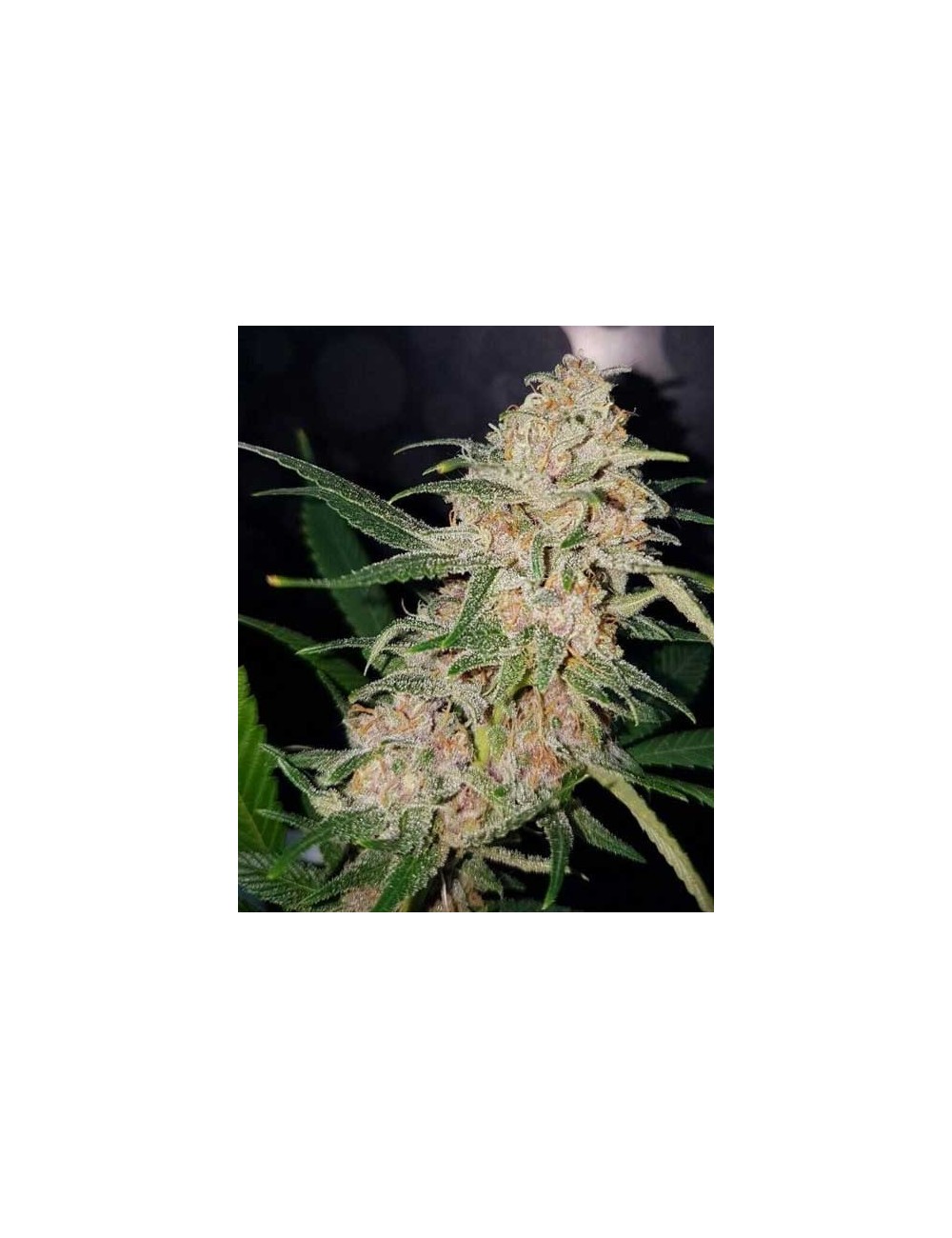 Girl Scout Cookies Granel