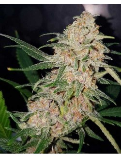 Girl Scout Cookies Granel