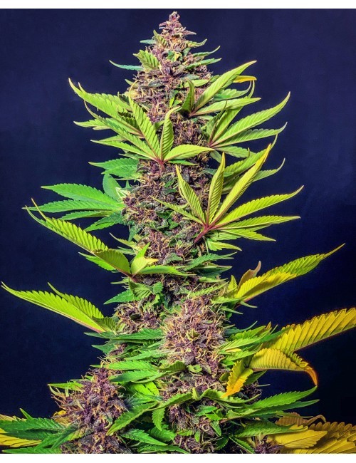 Semillas de marihuana de sabores - Blog de Madame Grow