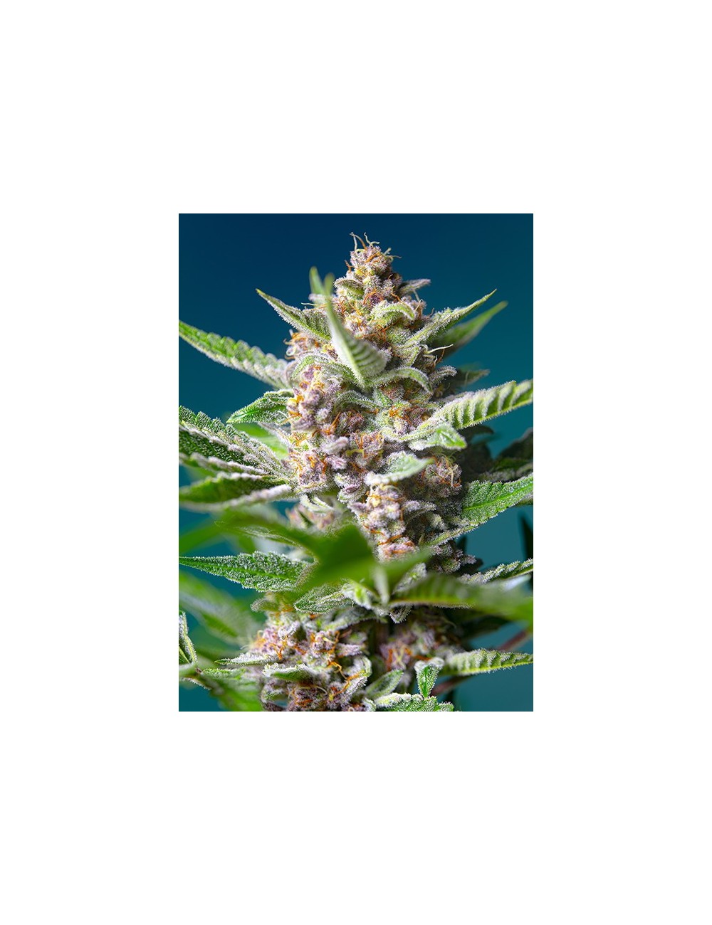 Purple Punch OG Purple Punch OG