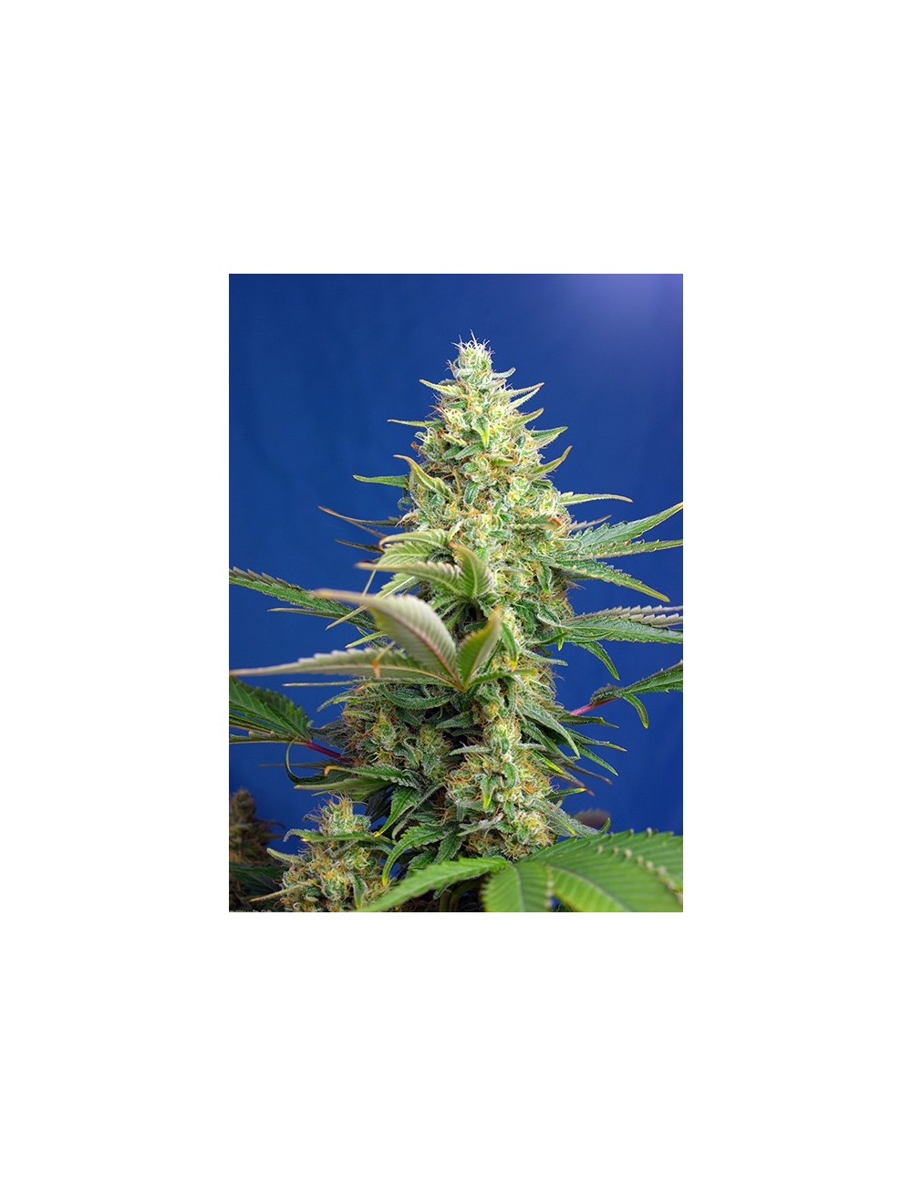 Sweet Pure Auto CBD Sweet Pure Auto CBD