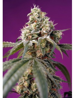 Bruce Banner Auto