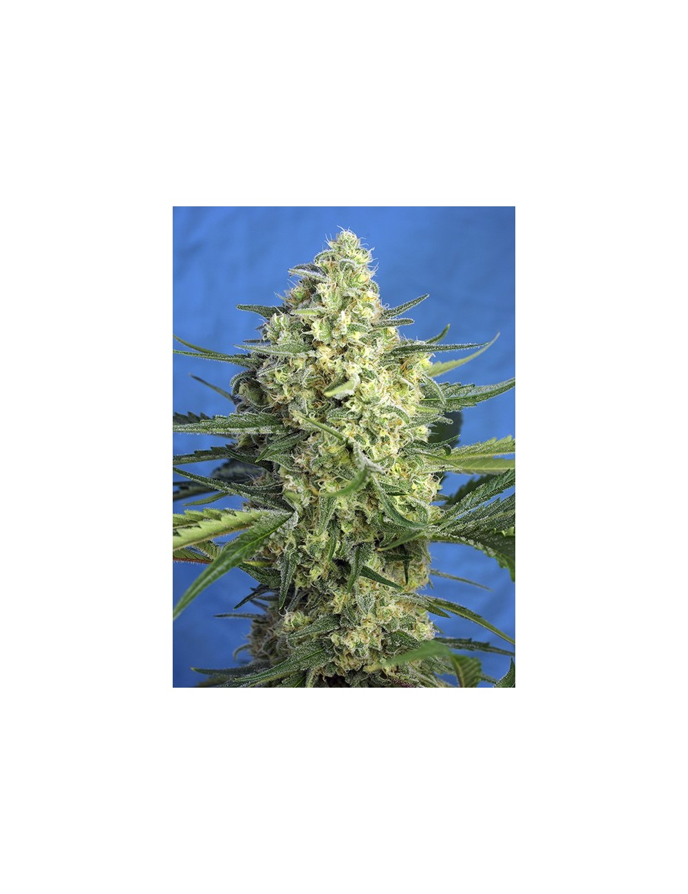 Jack 47 Auto Jack 47 Auto