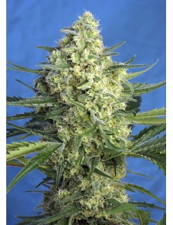 Jack 47 Auto