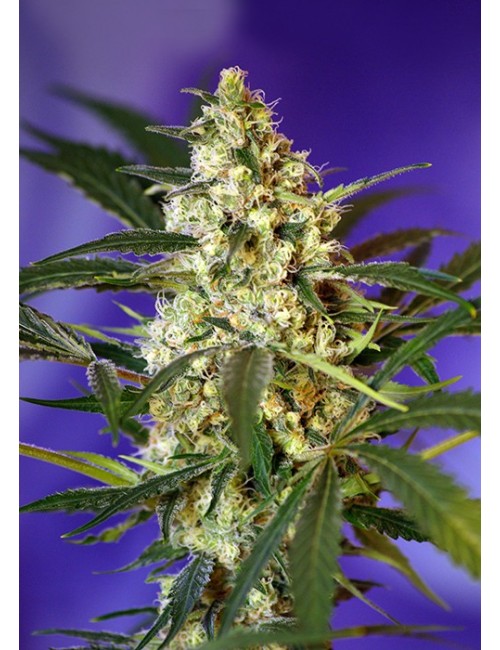 Fast Bud 2 Auto