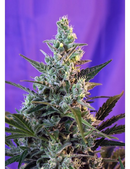 Sweet Skunk Auto