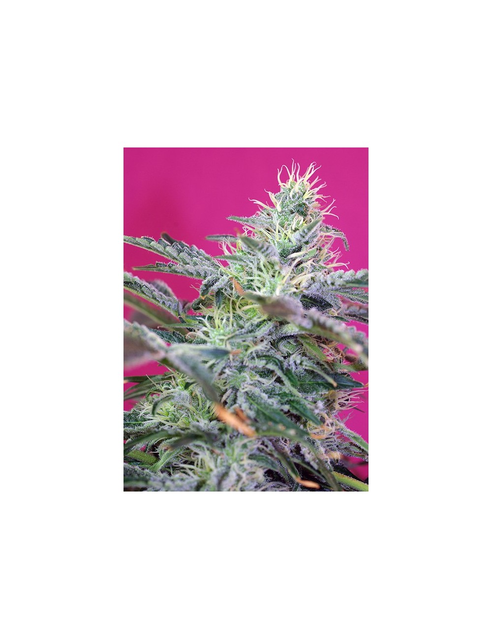 Sweet Cheese Auto de Sweet Seeds