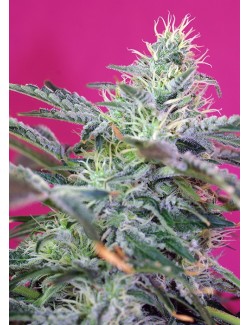 Sweet Cheese Auto de Sweet Seeds