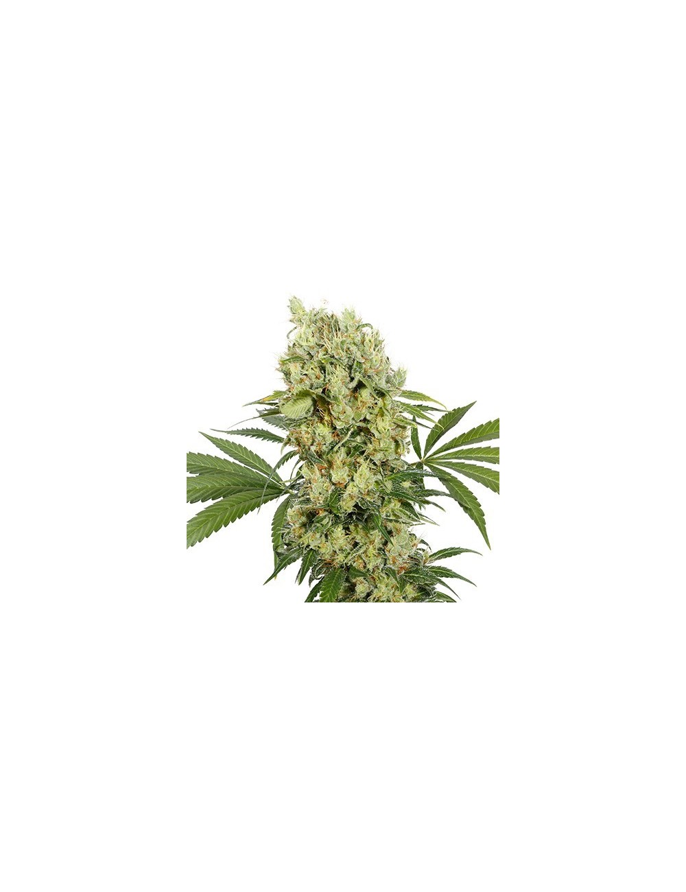 Buddha Medikit CBD Buddha Medikit CBD