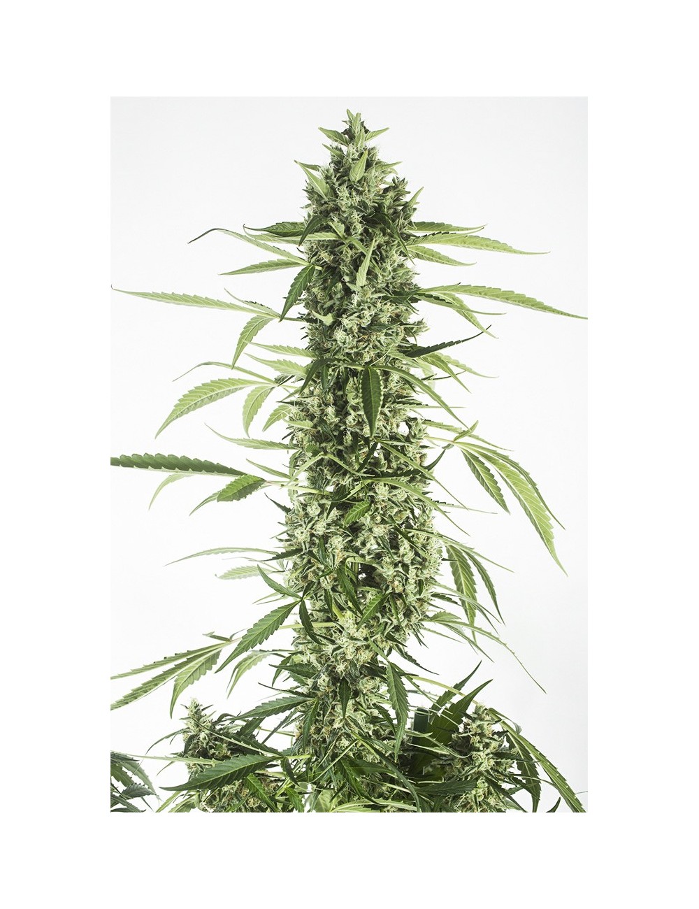 Moby Dick XXL Auto Moby Dick XXL Auto