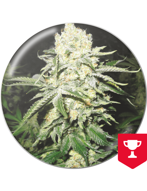 Semillas No Name de medical seeds