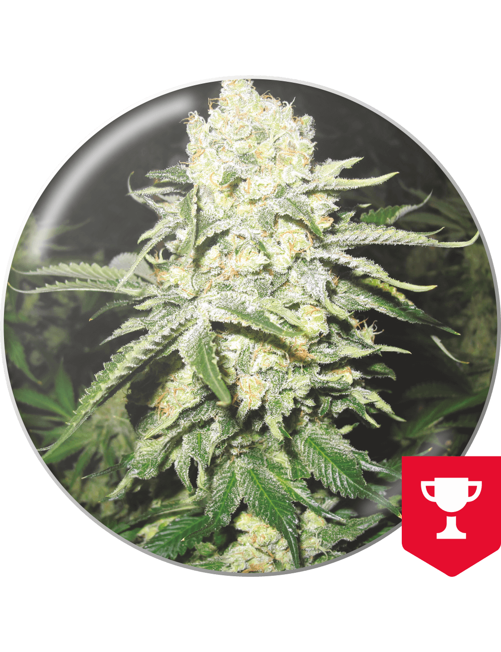 Semillas No Name de medical seeds