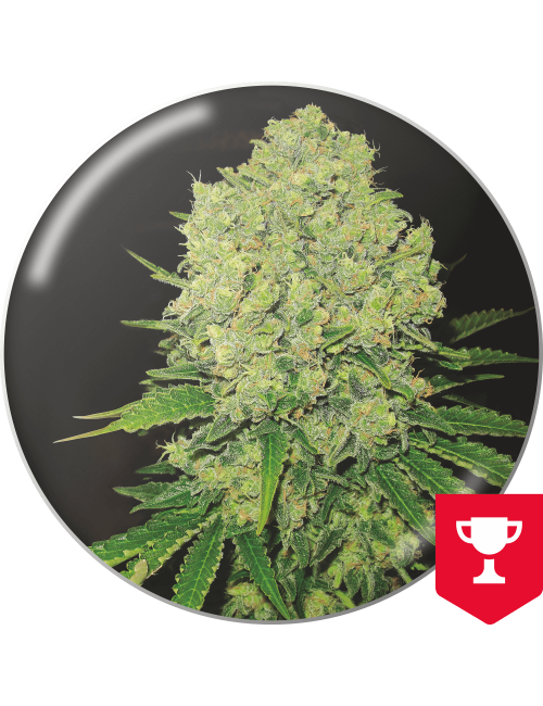 Prozack medical seeds