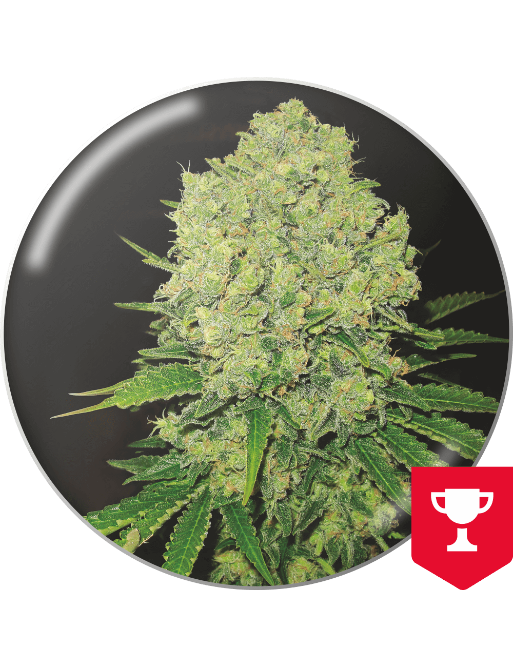 Prozack medical seeds