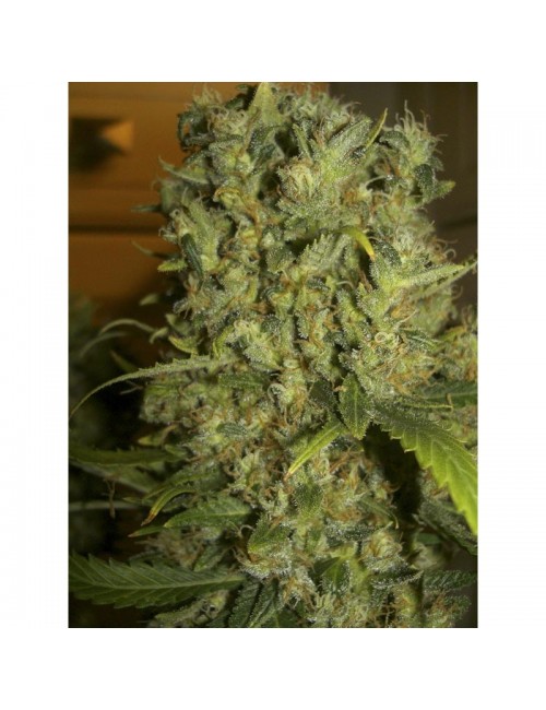 semillas Monster eva seeds