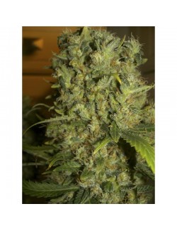 semillas Monster eva seeds