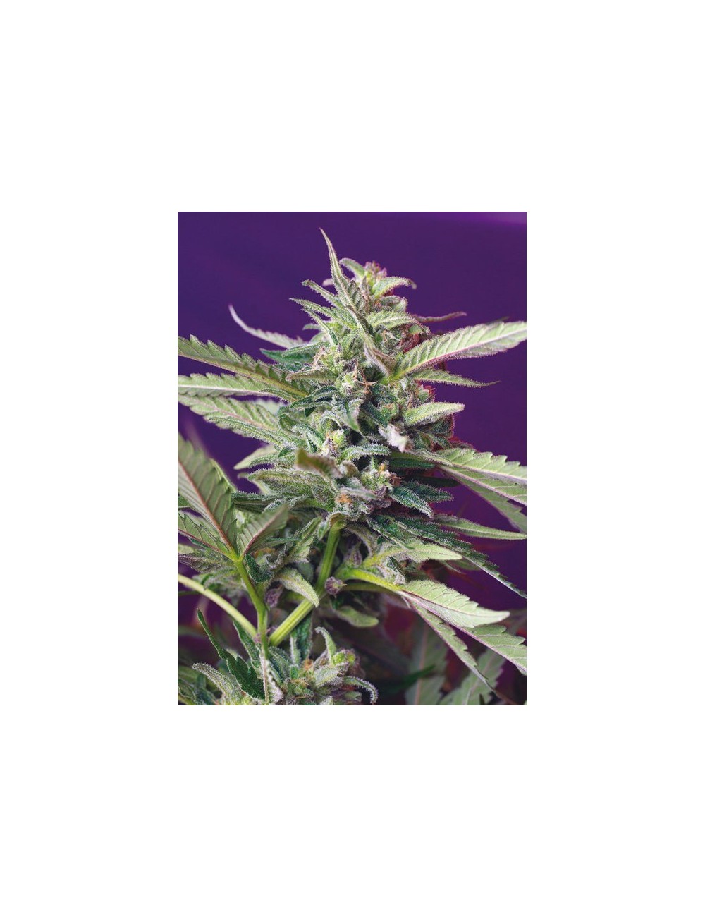 Autoflorecientes Semillas Feminizadas: Devil Cream Auto