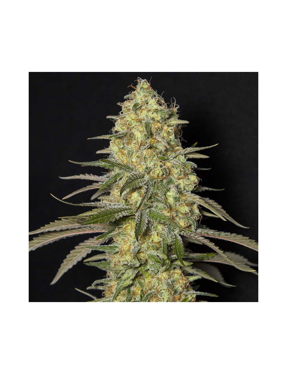 Black Dream Eva Seeds Black Dream Eva Seeds