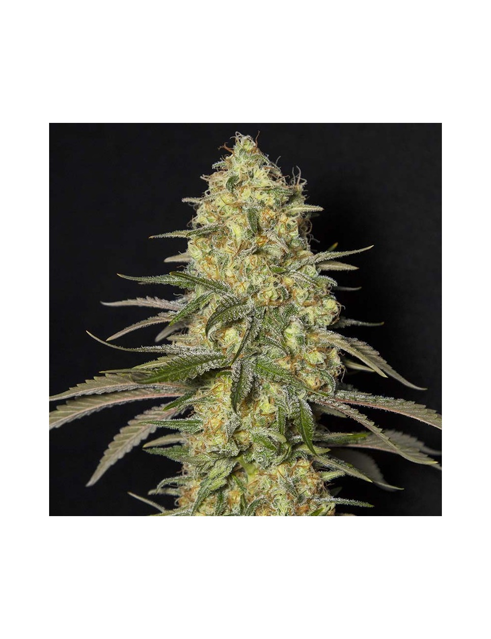 Black Dream Eva Seeds