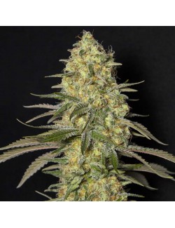 Black Dream Eva Seeds