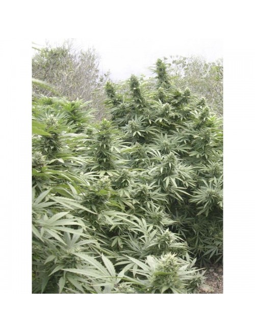 Black Dream Eva Seeds exterior