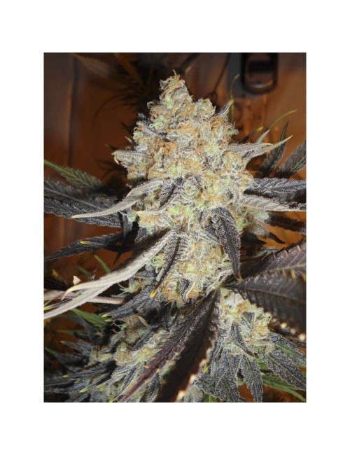 Jamaican Dream Eva Seeds