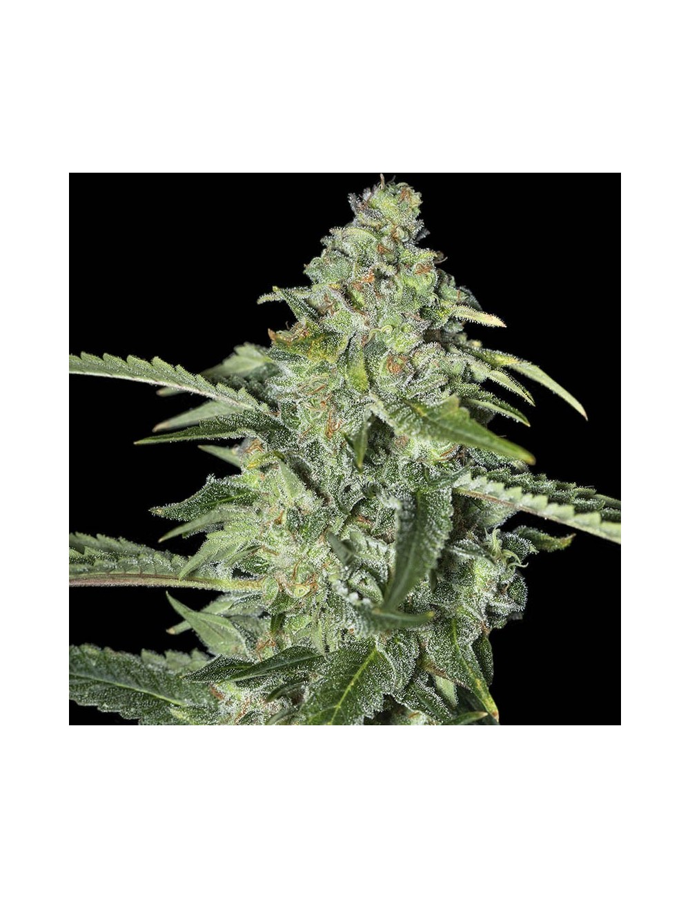 Tnt Kush CBD Eva Seeds